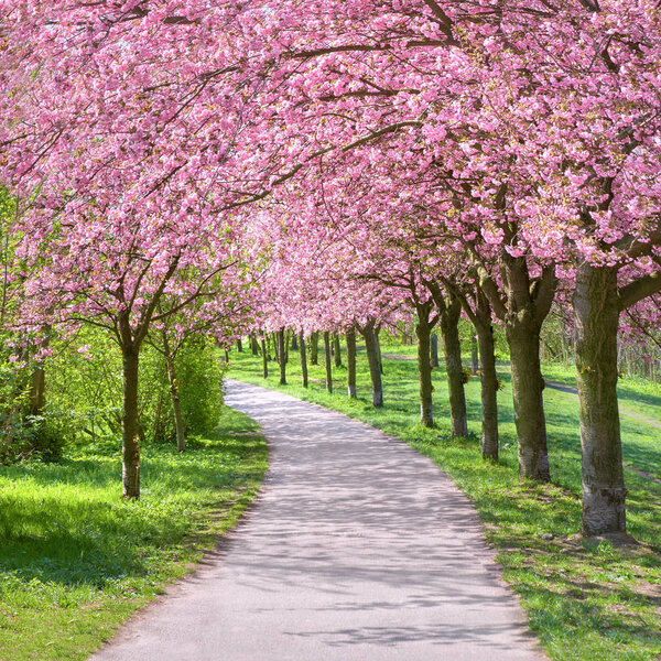 Аллея цветущих вишневых деревьев по пути к Берлинской стене
