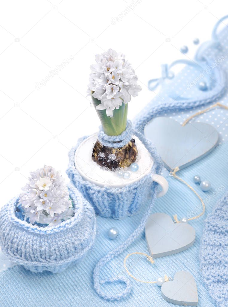 Blue hyacinth with matching decorations on white background, tex