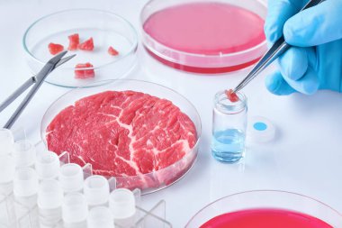 Mod açık tek kullanımlık plastik hücre kültür çanak et örneği