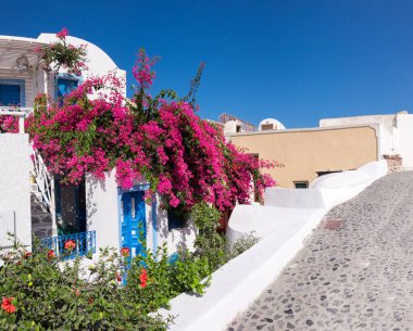 Oia, Santorini, Yunanistan 'da kırmızı çiçeklerle süslenmiş ev