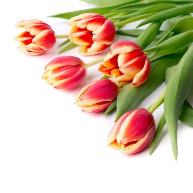 Beyaz üzerine kırmızı çizgili laleler, metin alanı