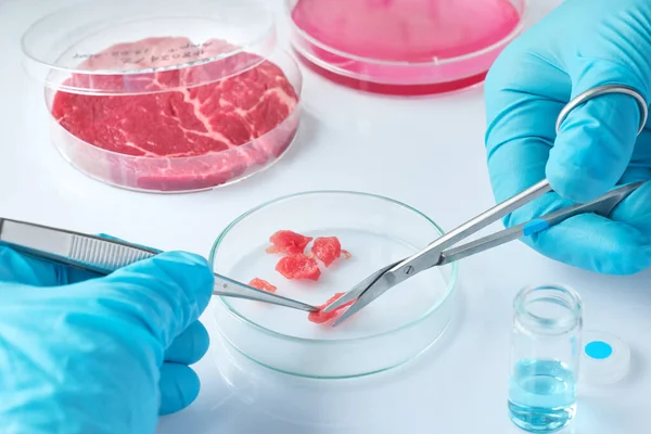 Meat sample in open disposable plastic cell culture dish in mod — Stock Photo, Image