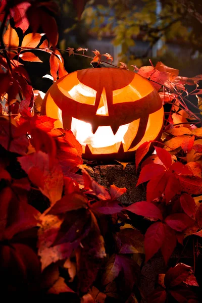 Jack o'Lantern a podzimní listí — Stock fotografie