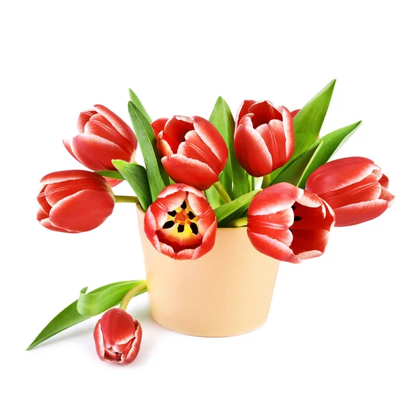Bando de tulipas vermelhas com bordas brancas isoladas em branco — Fotografia de Stock