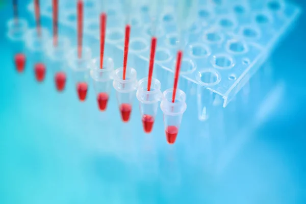 Puntas de pipeta multicanal rellenadas con amplificación de ADN rojo m — Foto de Stock