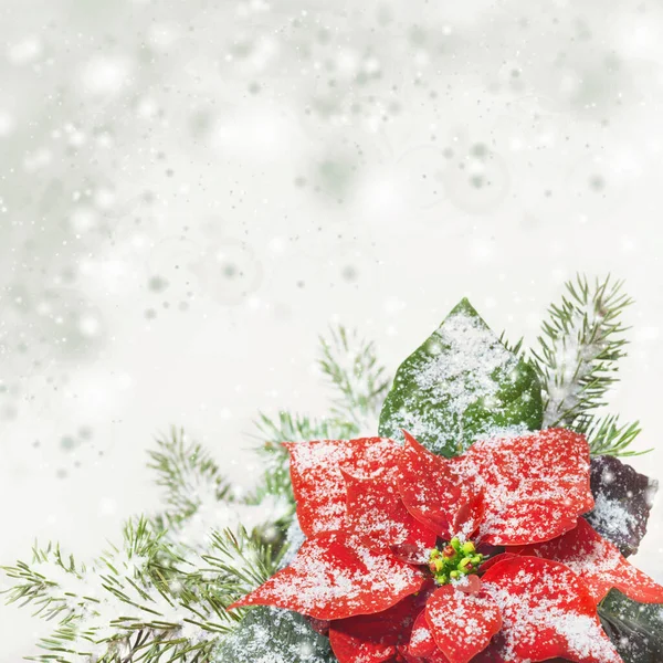 Christmas background with poinsettia on snow, text space — Stock Photo, Image
