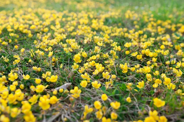 Aconiti gialli nella foresta primaverile — Foto Stock