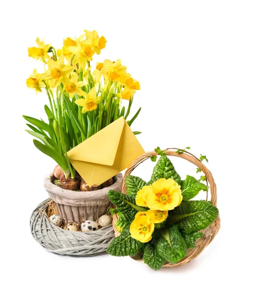 Amarelo narcisos e prímula sobre fundo branco, Feliz Páscoa ! — Fotografia de Stock
