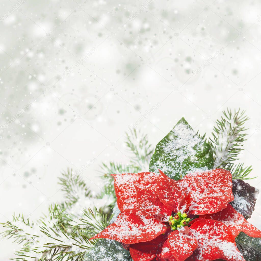 Christmas background with poinsettia on snow, text space