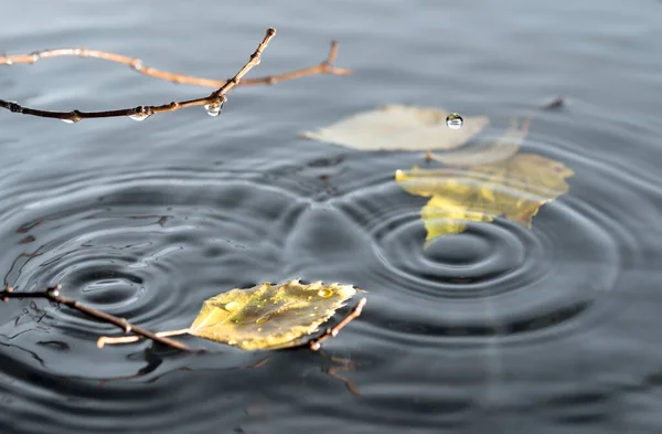 水面に浮かぶ秋葉 — ストック写真