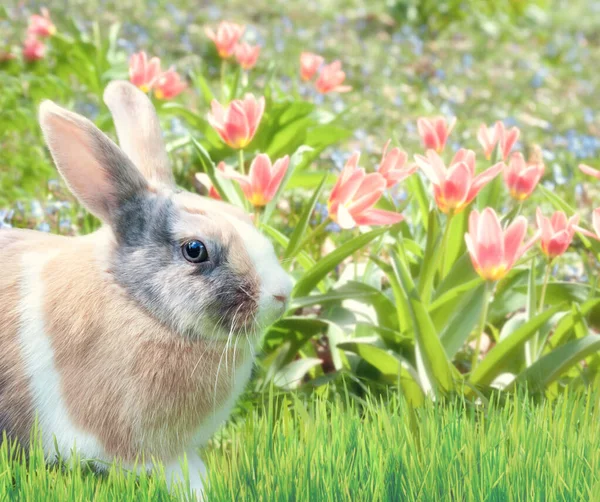 Милый кролик в траве с тюльпанами — стоковое фото