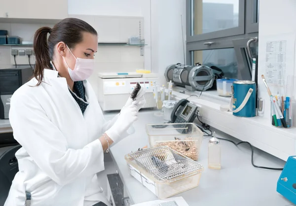 Γυναίκες επιστήμονες χειρίζονται πειραματόζωα — Φωτογραφία Αρχείου