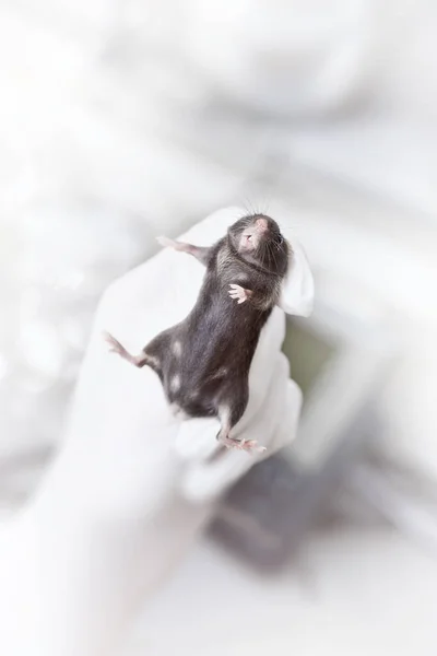 Ratón de laboratorio negro en mano enguantada de un científico — Foto de Stock