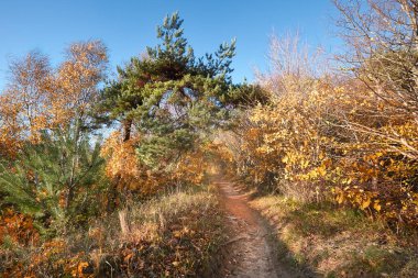 Baltık 'taki Hiddensee adasında sonbahar ormanlarında yürüyüş yolu 
