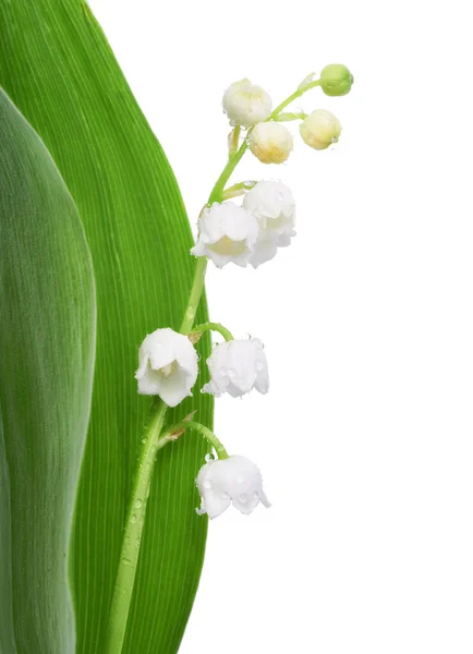 Close-up op lelie van de vallei bloemen op wit, ruimte — Stockfoto