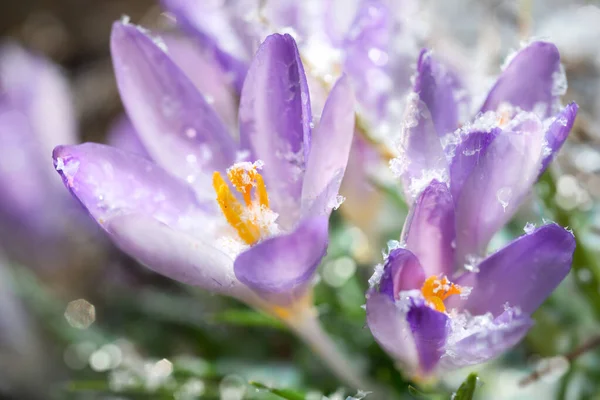 Crocus blommor under våren — Stockfoto