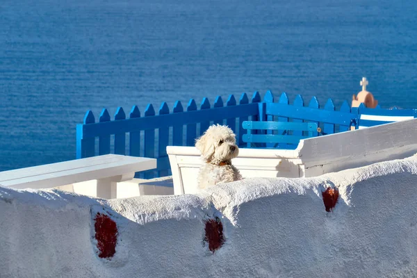 Curious White Lapdog White Terrase Overooking Sea Oia Santorini Greece — Stock Photo, Image