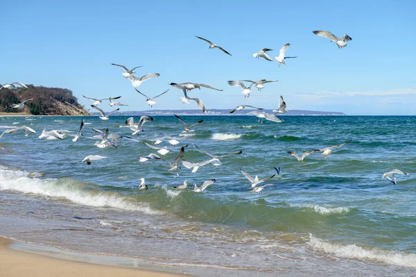 Чайки охотятся за мелкой рыбой на мелководье Балтийского моря — стоковое фото