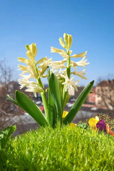 Vit Hyacint Blomkruka Utomhus Bakgrund Blå Himmel Över Europeisk Stad — Stockfoto