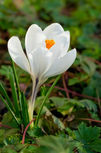 Vit Krokus blomma — Stockfoto