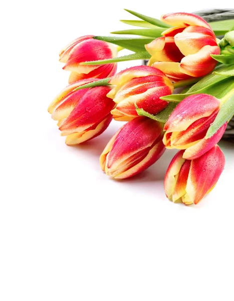 Border element for your spring design with red stripy tulips on white background. Space for your text