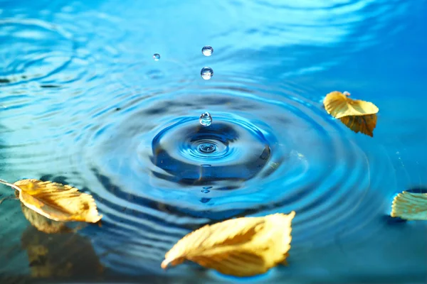 Autumn leaves on rippled water surface