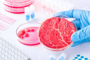 Modern laboratuarda ya da üretim tesisinde açık tek kullanımlık plastik hücre kültür çanağında et örneği. Hayvan somatik hücrelerinden tüp bebek yetiştirilmiş et, konsept çekim...