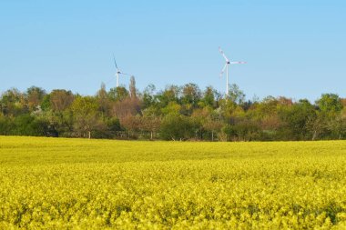 Kırsal kesimdeki kanola tarlasında arka planda güzel renkli ağaçlar var. Berlin 'in dışındaki ağaçların arkasındaki elektrik değirmenleri, Tegeler Fliess.