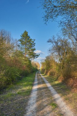 İlkbaharda ormanda kumlu bir patika var.