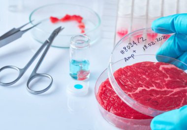 Modern laboratuarda ya da üretim tesisinde açık tek kullanımlık plastik hücre kültür çanağında et örneği. Kültürlü et kavramı, hücresel tarım, katliamsız çevre dostu kavram.