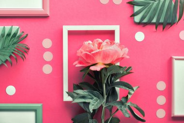 Mercan şakayığı ve egzotik palmiye yaprakları ile yaratıcı düz uzanan soyut geometrik arkaplan çerçeveler, dikdörtgenler ve pembe kağıt üzerinde polka noktalar.