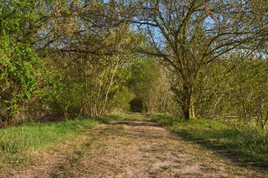 İlkbaharda ormanda kumlu bir patika var.