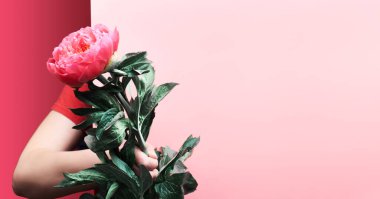 Kadın eli kağıt tahtanın arkasından tek bir pembe şakayık çiçeği tutuyor. Fotokopi uzaylı panoramik tasarım. Son moda selamlama arkaplanı, iki ton duotone ahududu pembesi ve kırmızı renkler..