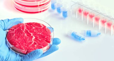 Plastik hücre kültüründe eldiven içinde et örneği. Hücre tabanlı temiz et. Panoramik kompozisyon, konsept çekim beyaz, mavi, kırmızı. Hayvan hücrelerinden elde edilen kas ve bağ dokusu..
