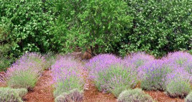 Hırvatistan 'ın Dalmaçya kentindeki Hvar adasındaki dağ lavanta tarlası