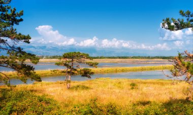Hırvatistan 'ın Dalmaçya kentindeki tarihi Nin kenti etrafındaki lagünün etrafındaki çam ağaçları ve çayırlar