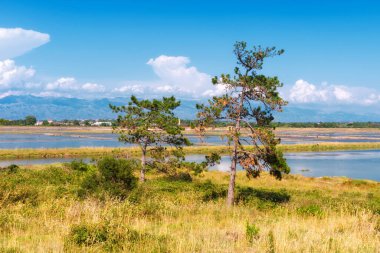 Hırvatistan 'ın Dalmaçya kentindeki tarihi Nin kenti etrafındaki sığ lagünün kumlu kıyılarındaki çam ağaçları