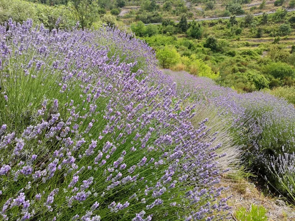 Close Mountain Lavender Field Hvar Island Croatia — Stock Photo, Image