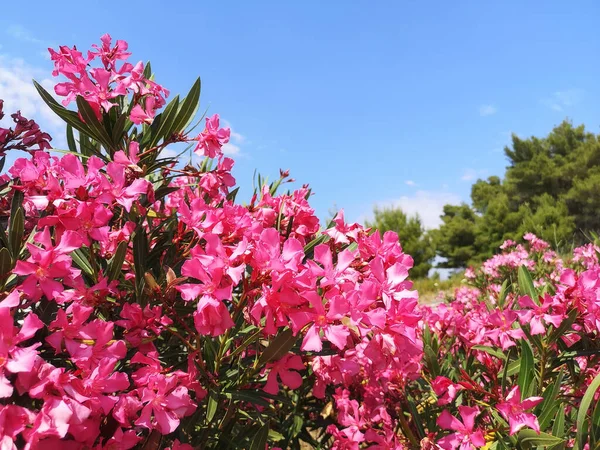 Pembe Oleande Neryum Çiçekleri Olan Doğal Bir Arka Plan Çiçek — Stok fotoğraf