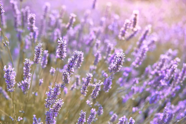 Close Lavanda Montanha Ilha Hvar Croácia Lavanda Balançando Vento Sobre — Fotografia de Stock