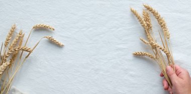 Panoramik düz beyaz tekstil arka planında buğday kulakları, metin alanı olan pankart tasarımı.