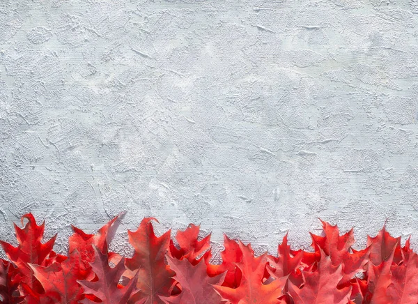 鮮やかな赤いオークの葉から装飾的な境界は テクスチャコンクリートの石の背景に残します 自然ゼロ廃棄物秋の装飾 あなたのテキストのためのスペース — ストック写真