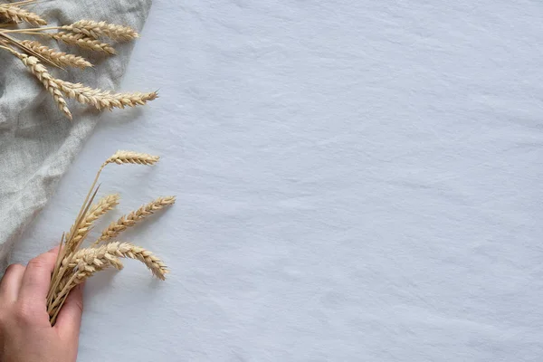 Happy Thanksgiving Day Harvest Autumn Holiday Hand Holding Wheat Ears — Stock Photo, Image