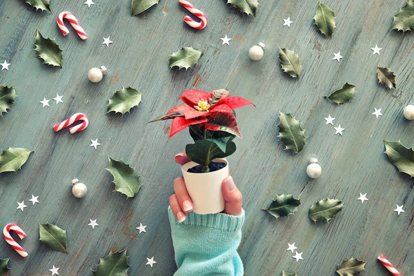 Natale Posa Piatta Creativa Mano Maglione Turchese Tiene Poinsettia Vaso — Foto Stock