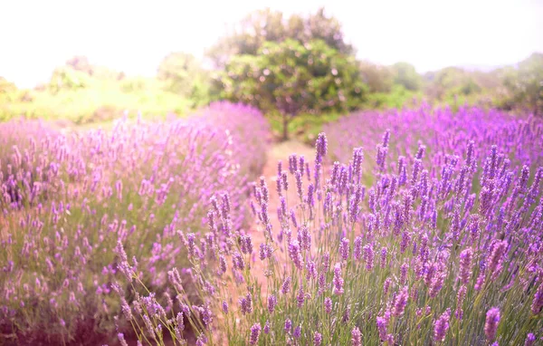 Lavanda Montagna Bagliore Tramonto Hvar Isola Croata Nel Mare Adriatico — Foto Stock