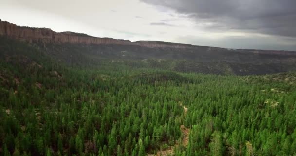 Légi Kilátás Sűrű Zöld Fenyves Erdő Alján Egy Nagy Kanyon — Stock videók