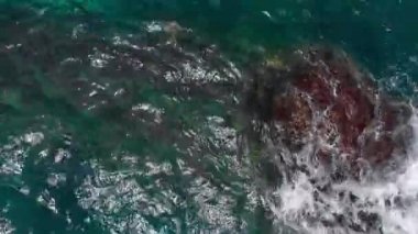İnsansız hava aracı kameraları, deniz kaplumbağalarının kırmızı yosun Kauai, Hawaii, ABD 'deki dalgaları gözlemlediklerini gösteriyor. 