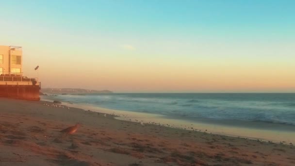 Статичний постріл чайки, що йде по піску до берега в Ель Матадор Біч, Малібу, Каліберія, США. — стокове відео