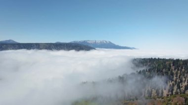 Kaliforniya, ABD 'de yoğun bulutlarda boğulan antik ormanların hava görüntüleri.
