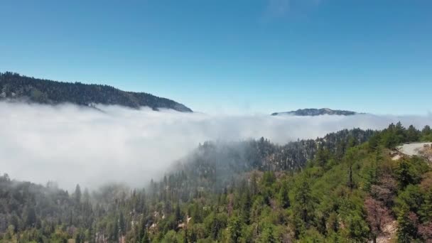 カリフォルニア州、米国で晴れた日に森林の山々の間の濃霧の空中ドローンショット — ストック動画